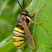 Lunar Hornet Moth - Photo (c) foxandcubs, some rights reserved (CC BY-NC), uploaded by foxandcubs