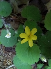 Sibthorpia peregrina