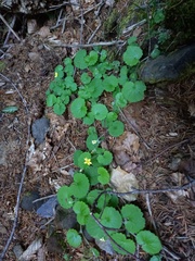 Sibthorpia peregrina