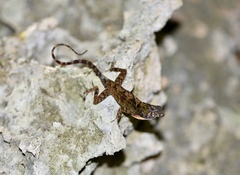 Anolis ahli