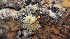 Psammechinus miliaris