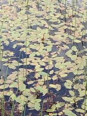 Potamogeton polygonifolius