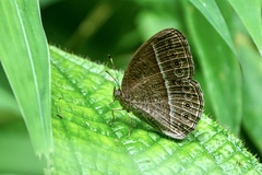 Mycalesis janardana