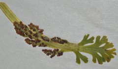 Botrychium campestre