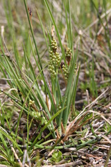 Carex garberi
