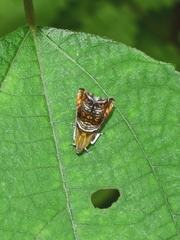 Charitographa mikadonis