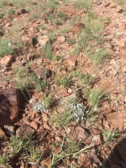 Eriogonum tenellum