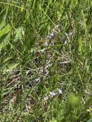 Lobelia kalmii