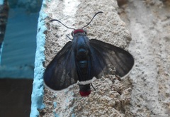 Mysoria barcastus