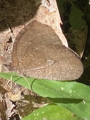 Godartiana muscosa