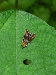 Charitographa mikadonis