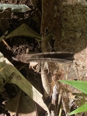 Godartiana muscosa