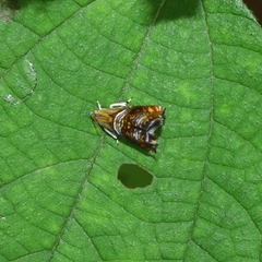 Charitographa mikadonis