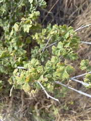 Rhus aromatica