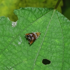 Charitographa mikadonis