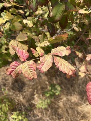 Toxicodendron diversilobum