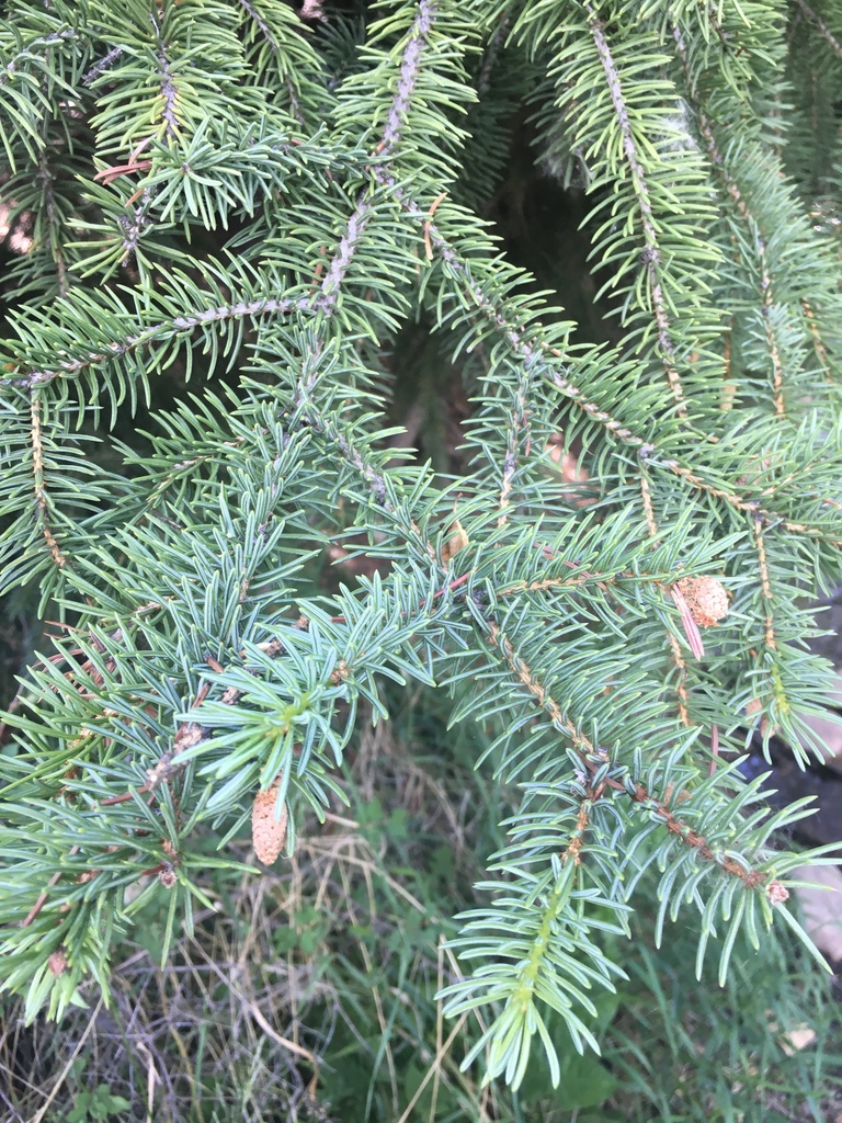 blue spruce from Snowmass Ski Area, Snowmass Village, CO, US on June 28 ...