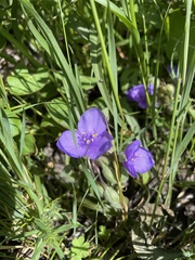 Tradescantia bracteata
