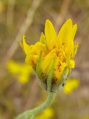 Tragopogon ucrainicus