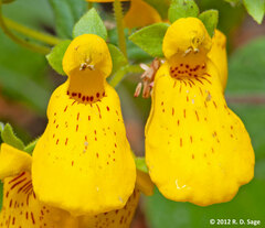 Calceolaria crenatiflora
