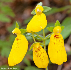 Calceolaria crenatiflora