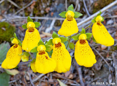Calceolaria crenatiflora