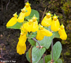 Calceolaria crenatiflora
