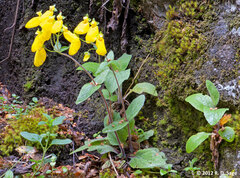 Calceolaria crenatiflora