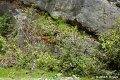 Calceolaria crenatiflora