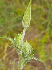 Tragopogon ucrainicus