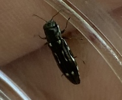 Agrilus obsoletoguttatus