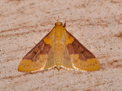 Polygrammodes ponderalis