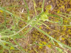 Tragopogon ucrainicus