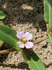 Ammannia robusta