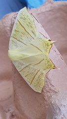 Ourapteryx sambucaria