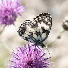 Melanargia galathea
