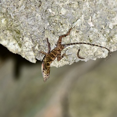 Anolis ahli
