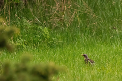 Turdus pilaris