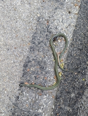 Thamnophis brachystoma