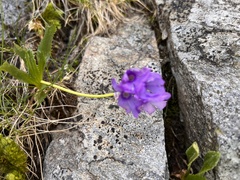 Primula glutinosa