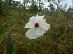 Hibiscus meraukensis