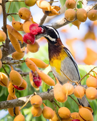 Spindalis zena benedicti
