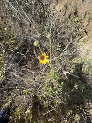 Encelia californica