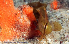 Cristiceps aurantiacus