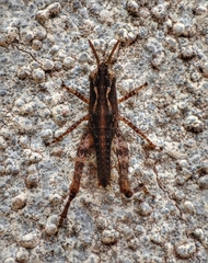 Pezotettix giornae