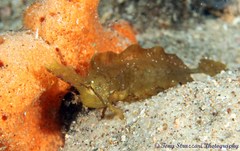 Cristiceps aurantiacus