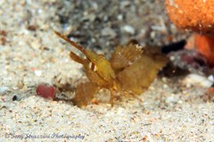 Cristiceps aurantiacus