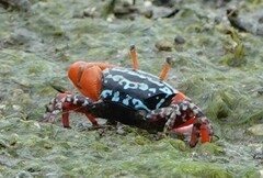 Paraleptuca splendida