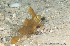 Cristiceps aurantiacus