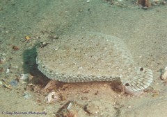 Largescale Flounder photo 2